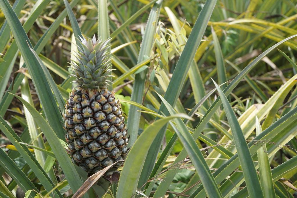Pineapple from Redi Doti