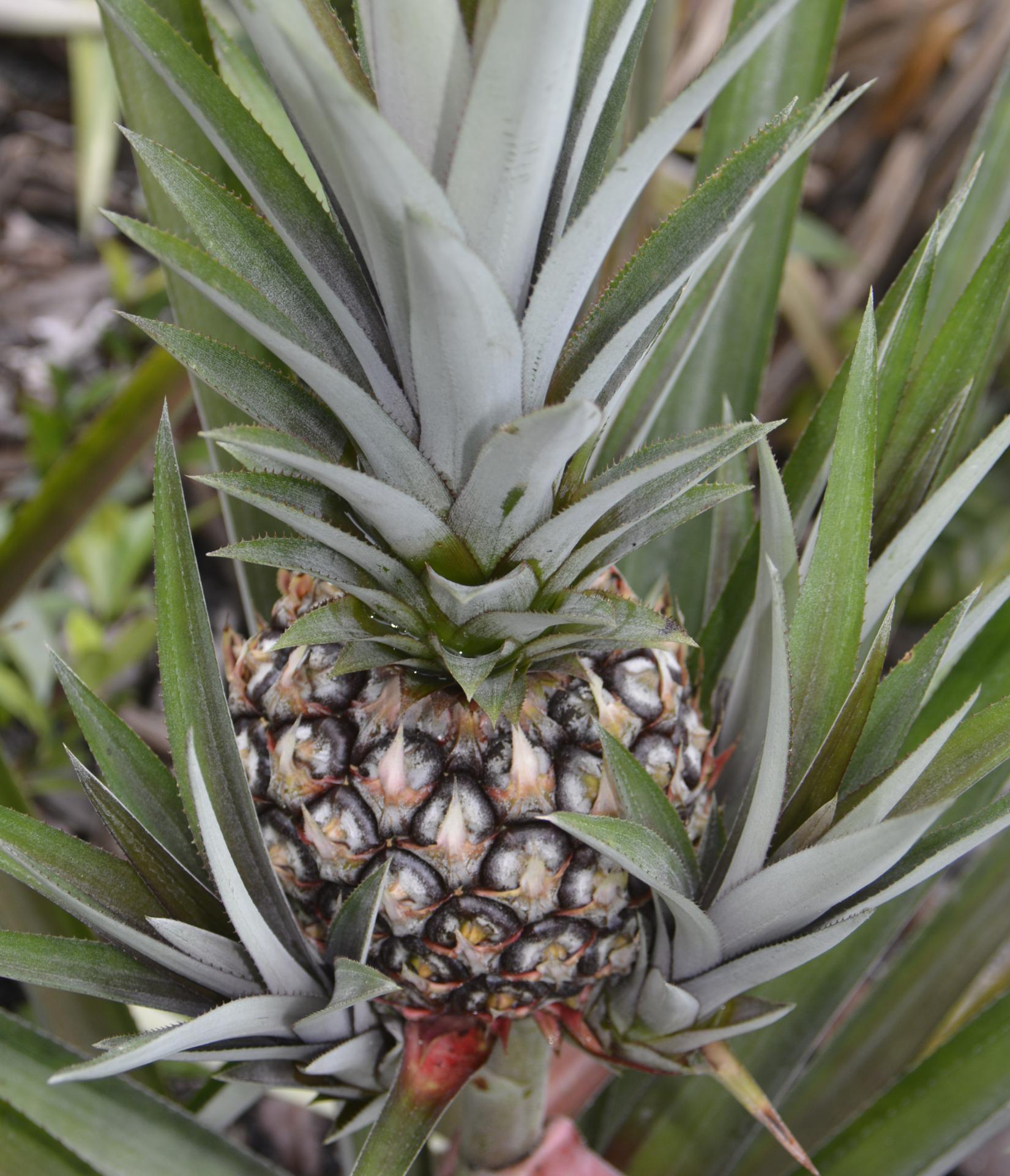 Young round Surinamese pineapple