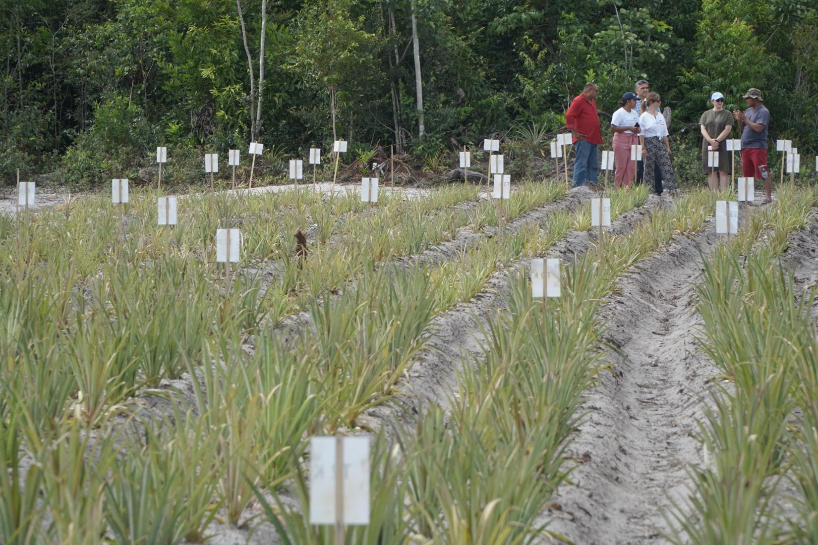 Pineapple field trial site in Redi Doti