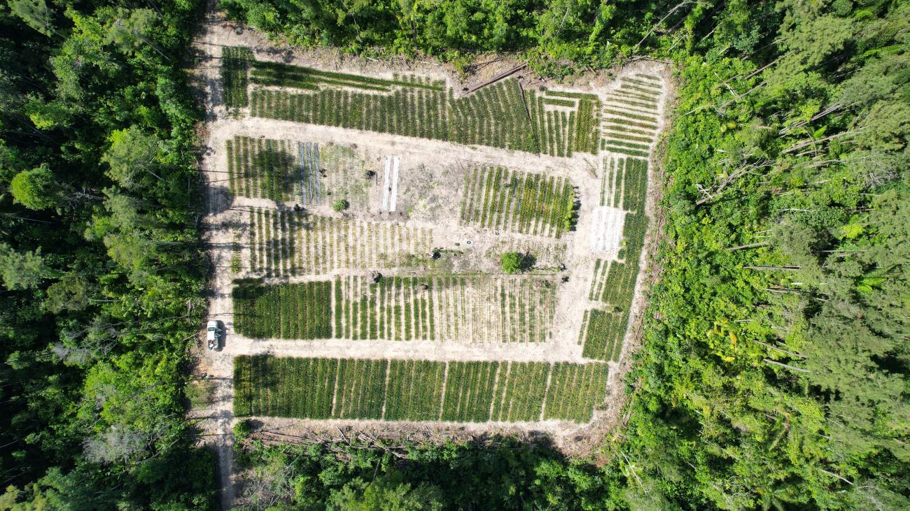 Drone view of a pineapple field in Cassipora