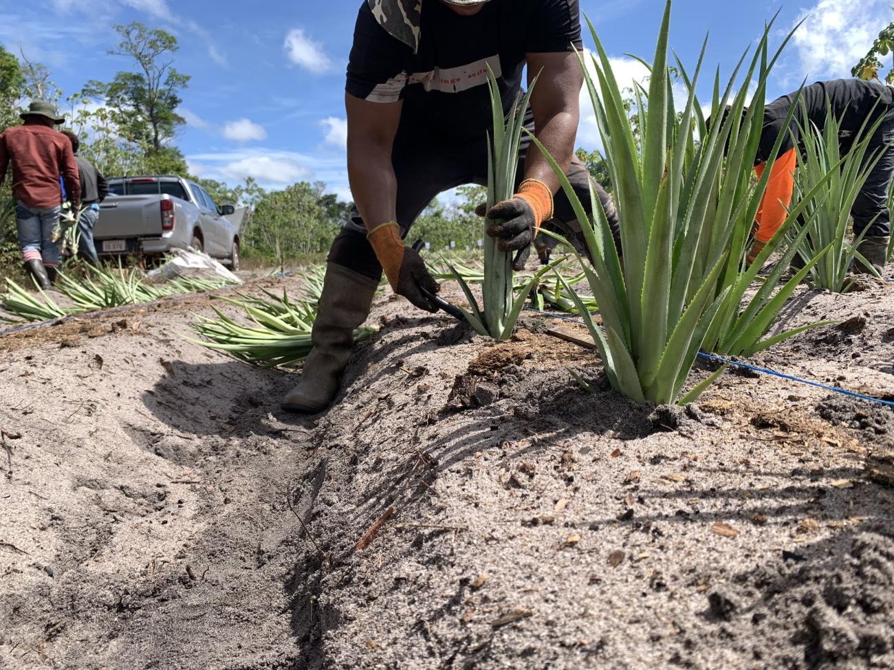 A farmer planting pineapple
