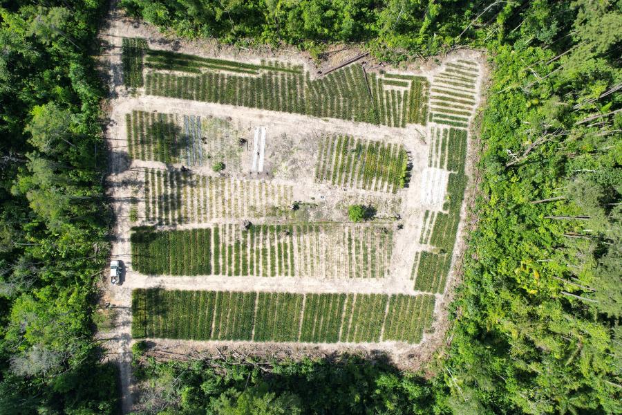Drone view of a pineapple field in Cassipora