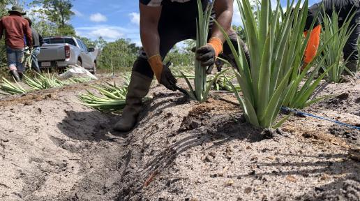 A farmer planting pineapple